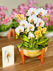 Serenity Orchid Paper Plant