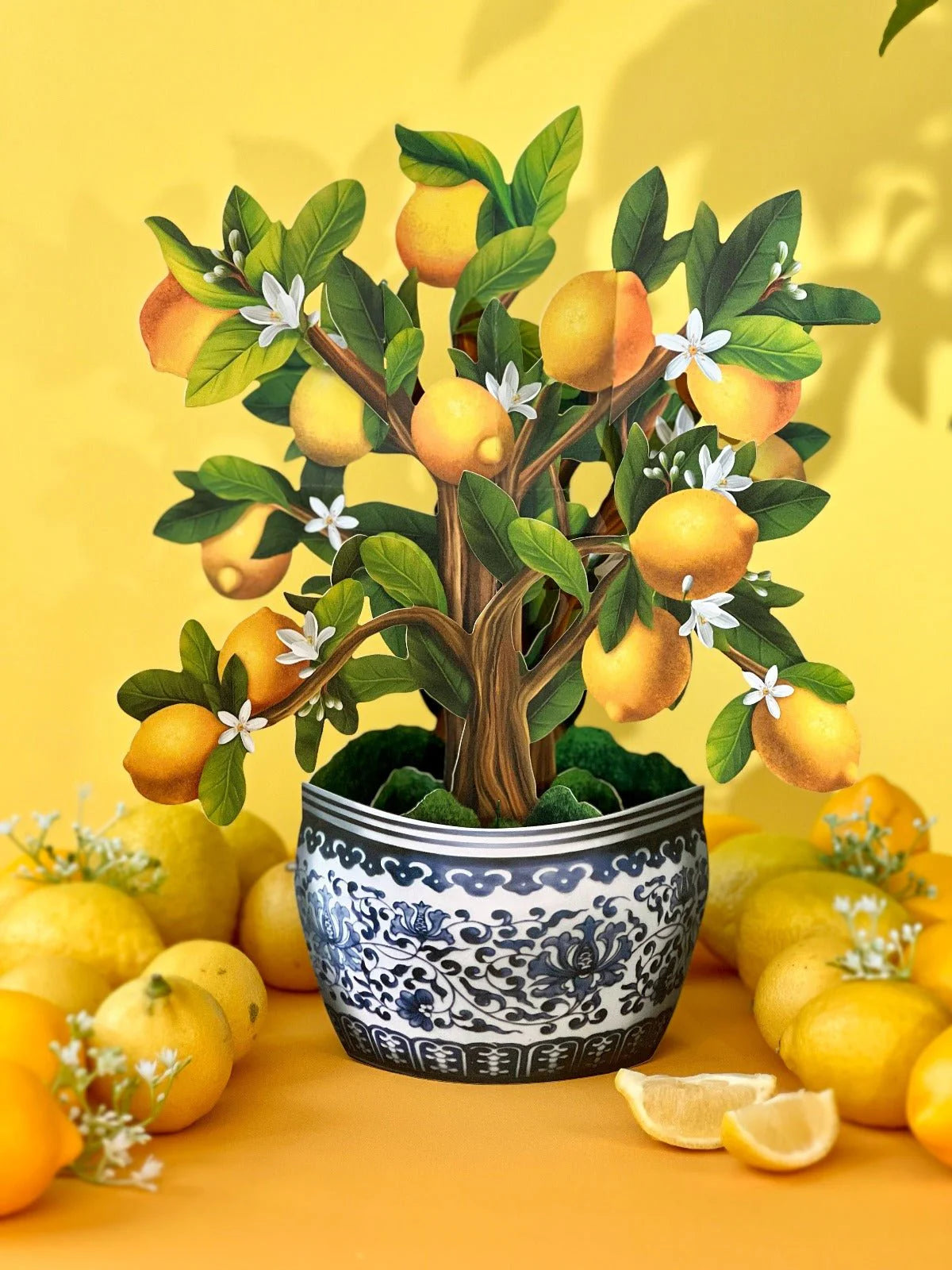 Lemon Blossom Tree